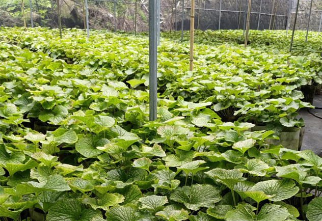 阿里山鄉農會